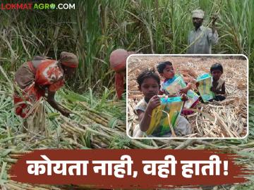 Sugarcane Workers : साखर शाळा नाहीतच; ऊसतोड मजुरांच्या मुलांसाठी हंगामी वसतिगृहांचा आधार - Marathi News | latest news Sugarcane Workers: There are no sugar schools; Temporary hostels are the basis for the children of sugarcane workers | Latest News at Lokmat.com