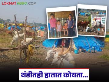 Sugarcane Workers Story : थंडीतही हातात कोयता… ऊस कामगारांचे आयुष्य संघर्षमयच - Marathi News | latest news Sugarcane Workers Story: With a sickle in hand even in the cold… The life of sugarcane workers is a struggle | Latest News at Lokmat.com Sugarcane Workers Story : थंडीतही हातात कोयता… ऊस कामगारांचे आयुष्य संघर्षमयच - Marathi News | latest news Sugarcane Workers Story: With a sickle in hand even in the cold… The life of sugarcane workers is a struggle | Latest News at Lokmat.com