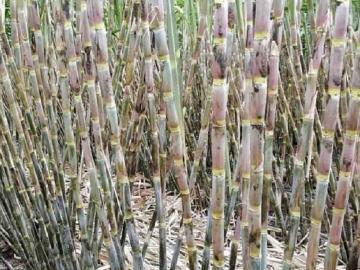 अवसरी बुद्रुकच्या माणिकराव यांनी घेतले एकरी १०७ टन ऊस उत्पादन - Marathi News | Manikrao of Avasari Budruk took 107 tons of sugarcane production per acre | Latest agriculture News at Lokmat.com