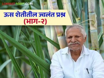 Sugarcane Organic Farming : ऊस शेतीसाठी प्रत्येकवर्षी सेंद्रिय खत हवेच का? वाचा सविस्तर - Marathi News | Sugarcane Organic Farming : Is organic fertilizer necessary every year for sugarcane farming? Read in detail | Latest News at Lokmat.com