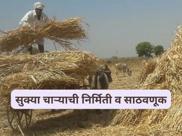 क्वालिटी दूध उत्पादनासाठी सुक्या चाऱ्याची निर्मिती अन् साठवणूक कशी करावी, वाचा सविस्तर  - Marathi News | Latest News Read in detail how to prepare and store dry fodder for quality milk production. | Latest News at Lokmat.com