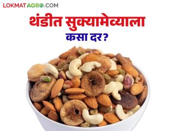 मागील वर्षाच्या तुलनेत यंदा सुकामेवा झाला स्वस्त; वाचा कोणत्या सुक्यामेव्याला मिळतोय किती दर? - Marathi News | Dried fruits have become cheaper this year compared to last year; Read: Which dried fruits are getting what price? | Latest News at Lokmat.com मागील वर्षाच्या तुलनेत यंदा सुकामेवा झाला स्वस्त; वाचा कोणत्या सुक्यामेव्याला मिळतोय किती दर? - Marathi News | Dried fruits have become cheaper this year compared to last year; Read: Which dried fruits are getting what price? | Latest News at Lokmat.com
