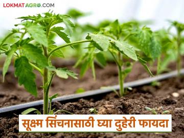 ठिबक व तुषार सिंचनासाठी 'या' दोन योजनेतून घेता येईल ९० टक्के अनुदान; वाचा सविस्तर - Marathi News | 90 percent subsidy can be availed from these two schemes for drip and frost irrigation; Read in detail | Latest News at Lokmat.com