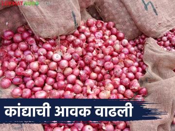 राज्यातील 'या' दोन प्रसिद्ध बाजार समितीत कांदा आवक वाढली; वाचा नंबर १ कांद्याला काय दर? - Marathi News | Onion arrivals have increased in these two famous market committees in the state; Read: What is the price of No. 1 onion? | Latest market-yard News at Lokmat.com
