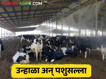 पशुधन सल्ला; उन्हाळ्यात जनावरांचे संरक्षण आणि उपाययोजना - Marathi News | livestock advice; Animal protection and measures in summer | Latest News at Lokmat.com पशुधन सल्ला; उन्हाळ्यात जनावरांचे संरक्षण आणि उपाययोजना - Marathi News | livestock advice; Animal protection and measures in summer | Latest News at Lokmat.com