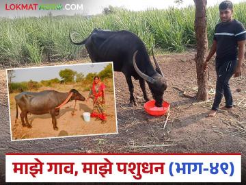 उन्हाळ्यात जनावरांना पिण्यासाठी किती पाणी लागते? व ते कसे द्यावे? जाणून घ्या सविस्तर - Marathi News | How much water do livestock need to drink in summer? and how to give it? read in detail | Latest News at Lokmat.com