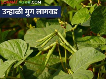 बहुउपयोगी उन्हाळी मुगाची सुधारित पद्धतीने लागवड कशी करावी? - Marathi News | How to cultivate multipurpose summer mung green gram crop by improved method? | Latest News at Lokmat.com