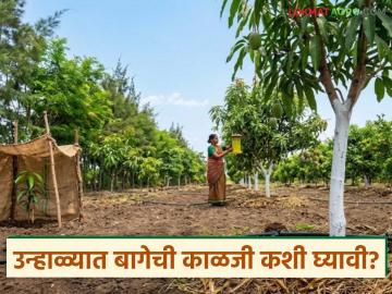 Summer Orchard Management : उन्हाळ्यातही फळबाग राहील हिरवीगार; करा 'हे' ५ महत्त्वाचे उपाय - Marathi News | latest news Summer Orchard Management: The orchard will remain green even in summer; Take these 5 important measures | Latest smart-farming News at Lokmat.com