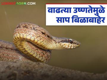 उन्हाळ्यात बाहेर झोपताय? सावधान! सुरु झालाय 'या' सापांचा मिलनकाळ; कशी घ्याल काळजी? - Marathi News | Sleeping outside in summer? Be careful! The mating season of these snakes has begun; How can you take care of yourself? | Latest News at Lokmat.com