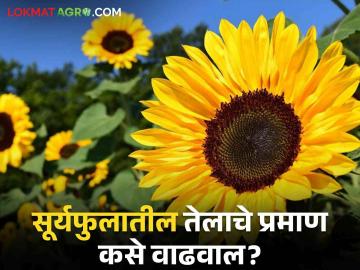 सूर्यफुल तेलबियाचे उत्पादन वाढविण्यासाठी हे आहेत सोपे सहा उपाय - Marathi News | How to do crop management to increase production of sunflower oilseeds | Latest News at Lokmat.com