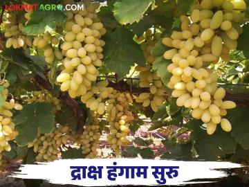 आगाप छाटणी घेतल्यामुळे तासगावच्या या शेतकऱ्याची द्राक्ष बाजारात दाखल - Marathi News | Grapes of this farmer from Tasgaon entered the market because of early pruning | Latest News at Lokmat.com