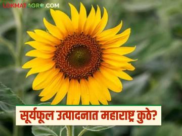 Suryful Production : सूर्यफूल उत्पादनात 'हे' राज्य आघाडीवर, महाराष्ट्र कितव्या स्थानावर, वाचा सविस्तर  - Marathi News | Surful Market Karnatak in sunflower production, Maharashtra ranks 2nd, read in detail | Latest News at Lokmat.com