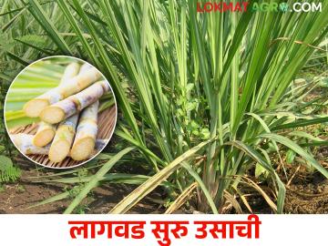 उत्पादन वाढविण्यासाठी सुरू उसाची शास्त्रीयदृष्ट्या लागवड कशी करावी? - Marathi News | How to cultivation of seasonal suru sugarcane scientifically to increase production? | Latest News at Lokmat.com उत्पादन वाढविण्यासाठी सुरू उसाची शास्त्रीयदृष्ट्या लागवड कशी करावी? - Marathi News | How to cultivation of seasonal suru sugarcane scientifically to increase production? | Latest News at Lokmat.com