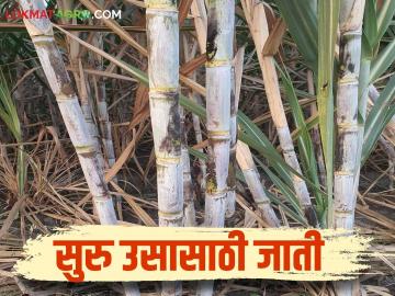 Suru Us Jati : सुरु ऊस लागवडीसाठी अधिक उत्पादन देणाऱ्या टॉप जाती कोणत्या; वाचा सविस्तर - Marathi News | Suru Us Jati: Which top varieties give more yield for Suru sugarcane cultivation; Read in detail | Latest News at Lokmat.com Suru Us Jati : सुरु ऊस लागवडीसाठी अधिक उत्पादन देणाऱ्या टॉप जाती कोणत्या; वाचा सविस्तर - Marathi News | Suru Us Jati: Which top varieties give more yield for Suru sugarcane cultivation; Read in detail | Latest News at Lokmat.com