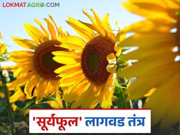 Suryaful Lagwad : उन्हाळी हंगामात फायद्याचे तेलबिया पिक 'सूर्यफूल'; कशी कराल लागवड? - Marathi News | Suryaful Lagwad: A profitable oilseed crop in summer season 'Sunflower'; How to cultivate? | Latest News at Lokmat.com Suryaful Lagwad : उन्हाळी हंगामात फायद्याचे तेलबिया पिक 'सूर्यफूल'; कशी कराल लागवड? - Marathi News | Suryaful Lagwad: A profitable oilseed crop in summer season 'Sunflower'; How to cultivate? | Latest News at Lokmat.com