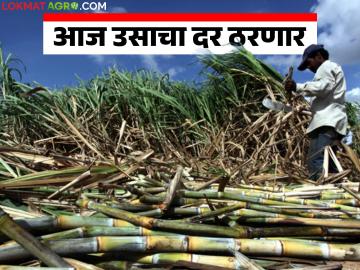 उसाच्या पहिल्या उचलीचा आकडा आज ठरणार; प्रतिटन किमान ३६०० रुपये मागणीची शक्यता - Marathi News | The first FRP installment of sugarcane will be announced today; demand is likely to be at least Rs 3600 per ton | Latest News at Lokmat.com