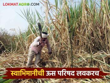 स्वाभिमानी ऊस परिषदेची तारीख ठरली काय असतील प्रमुख मागण्या वाचा सविस्तर - Marathi News | The date of Swabhimani us Parishad has been decided, what will be the main demands, read in detail | Latest News at Lokmat.com