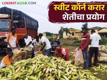 Sweet Corn Market Price : स्वीट कॉर्न मका करार शेतीचा यशस्वी प्रयोग बाजारभावापेक्षा दुप्पट दराने विक्री वाचा सविस्तर - Marathi News | A successful experiment in sweet corn maize contract farming sold at twice the market price | Latest News at Lokmat.com
