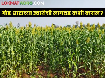 आता ज्वारीपासून तयार करता येणार गुळ; कशी करायची लागवड - Marathi News | Jaggery can now be prepared from sweet sorghum; How to cultivation | Latest News at Lokmat.com