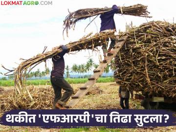 ऊस उत्पादक शेतकऱ्यांच्या थकीत एफआरपीचा काय झाला निर्णय? बैठकीत काय ठरले? वाचा सविस्तर - Marathi News | What was the decision regarding the arrears of FRP of sugarcane farmers? What was decided in the meeting? Read in detail | Latest News at Lokmat.com ऊस उत्पादक शेतकऱ्यांच्या थकीत एफआरपीचा काय झाला निर्णय? बैठकीत काय ठरले? वाचा सविस्तर - Marathi News | What was the decision regarding the arrears of FRP of sugarcane farmers? What was decided in the meeting? Read in detail | Latest News at Lokmat.com