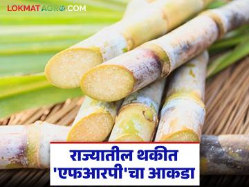 १२९ कारखान्यांकडे २ हजार कोटी 'एफआरपी' थकीत; एकरकमी एफआरपीसाठी १७ डिसेंबरला सुनावणी - Marathi News | 129 sugar factories in maharashtra owe Rs 2,000 crore in FRP; Hearing on December 17 for lump sum FRP | Latest News at Lokmat.com १२९ कारखान्यांकडे २ हजार कोटी 'एफआरपी' थकीत; एकरकमी एफआरपीसाठी १७ डिसेंबरला सुनावणी - Marathi News | 129 sugar factories in maharashtra owe Rs 2,000 crore in FRP; Hearing on December 17 for lump sum FRP | Latest News at Lokmat.com