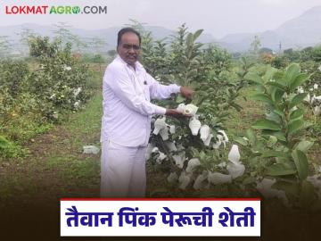 एक एकरात हजार रोपे, एका वर्षात 25 टन उत्पादन, माजी सैनिकाची तैवान पेरू शेतीतून लाखोंची कमाई  - Marathi News | Latest news One thousand plants in one acre, 25 tons of production in year, kalwan former soldier earns lakhs from Taiwan Peru farming | Latest News at Lokmat.com