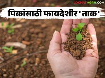 पिकांवरील कीड नियंत्रणासाठी ताक हा नैसर्गिक आणि प्रभावी उपाय, वाचा सविस्तर  - Marathi News | Latest News Buttermilk is natural and effective remedy for controlling pests on crops, read in detail | Latest smart-farming News at Lokmat.com