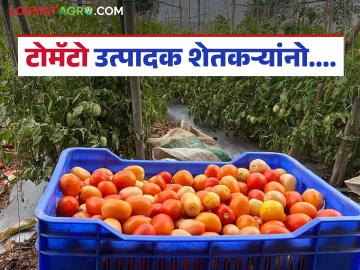 पिंपळगाव बसवंत मार्केटमध्ये टोमॅटो उत्पादकांची फसवणूक, वाचा सविस्तर  - Marathi News | Latest News Agriculture News Tomato growers cheated in Pimpalgaon Baswant tamate Market, read in detail | Latest News at Lokmat.com