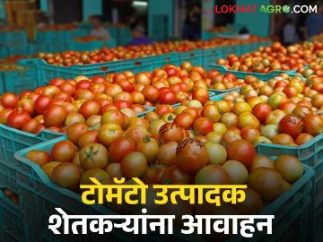 टोमॅटो विक्रीला नेताय, 'या' गोष्टी लक्षात ठेवा, बाजार समितीकडून महत्वाचं आवाहन  - Marathi News | Latest News Tomato Market Farmers should follow these instructions while taking tomatoes for market yard | Latest News at Lokmat.com