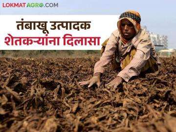 Agriculture News : आता तंबाखू उत्पादक शेतकऱ्यांना दरवर्षीं लायसन्स नूतनीकरण करण्याची गरज नाही! - Marathi News | Latest News Agriculture News Relief for tobacco farmers, 3-year validity for warehouse licenses notified | Latest News at Lokmat.com