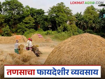 Agriculture News : महाराष्ट्रात भाताच्या तणसावर प्रक्रिया उद्योग उभा राहील का? वाचा सविस्तर  - Marathi News | Latest News Agriculture News Read more about the rice fodder processing industry in Maharashtra | Latest News at Lokmat.com