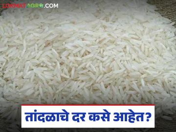 नवीन बासमतीसह मोगरा, कोलम, इंद्रायणी तांदळाचे दर कसे आहेत, जाणून घ्या सविस्तर 