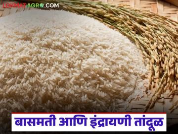 बासमती आणि इंद्रायणी तांदूळ कुठे पिकवला जातो, या दोन्हीत फरक काय, वाचा सविस्तर 