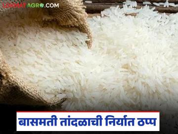 Basmati Rice Exports : बासमती तांदळाची निर्यात थांबली, प्रति क्विंटल 'इतक्या' रुपयांची घसरण, वाचा सविस्तर  - Marathi News | Latest news Basmati rice exports stopped, price per quintal fell by 1 thousand rupees, read in detail | Latest News at Lokmat.com