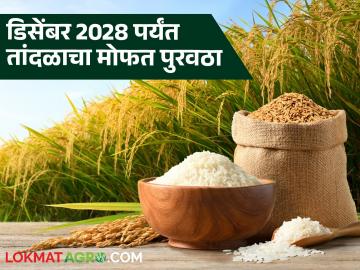 Agriculture News : डिसेंबर 2028 पर्यंत तांदळाचा मोफत पुरवठा सुरु राहणार, केंद्रीय मंत्रिमंडळाची मंजुरी - Marathi News | Latest News Agriculture News Free supply of rice will continue till December 2028, approval of the Union Cabinet | Latest News at Lokmat.com