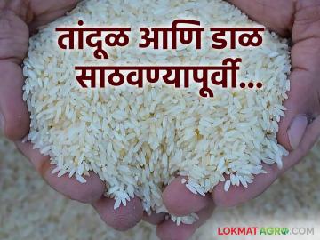 Tips Prevent Insects in Grains : तांदूळ आणि डाळीला कीटकांपासून रोखण्यासाठी हे सोपे उपाय वापरा, वाचा सविस्तर - Marathi News | Latest News Use these simple remedies to protect rice and pulses from pests, read in detail | Latest News at Lokmat.com Tips Prevent Insects in Grains : तांदूळ आणि डाळीला कीटकांपासून रोखण्यासाठी हे सोपे उपाय वापरा, वाचा सविस्तर - Marathi News | Latest News Use these simple remedies to protect rice and pulses from pests, read in detail | Latest News at Lokmat.com