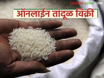 खुला बाजार विक्री योजनेंतर्गत ऑनलाईन तांदूळ विक्री, विक्रीचे दोन दिवस, वाचा संपूर्ण माहिती  - Marathi News | Latest News Online rice sale under open market sale scheme, two days of sale, read complete details | Latest News at Lokmat.com