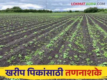 Crop Management : कुठल्या पिकासाठी कुठलं तणनाशक प्रभावी, जाणून घ्या सविस्तर  - Marathi News | Latest News herbicides are best option for weed control in Kharip crops, know in detail  | Latest News at Lokmat.com