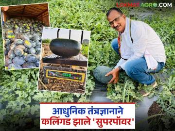 Farmer Success Story : ६० दिवसांत कमावले सहा लाख रुपये; कल्याण कुलकर्णी यांच्या यशस्वी शेतीचा प्रयोग वाचा सविस्तर - Marathi News | Farmer Success Story: Earned six lakh rupees in 60 days; Read Kalyan Kulkarni's successful farming experiment in detail | Latest News at Lokmat.com Farmer Success Story : ६० दिवसांत कमावले सहा लाख रुपये; कल्याण कुलकर्णी यांच्या यशस्वी शेतीचा प्रयोग वाचा सविस्तर - Marathi News | Farmer Success Story: Earned six lakh rupees in 60 days; Read Kalyan Kulkarni's successful farming experiment in detail | Latest News at Lokmat.com