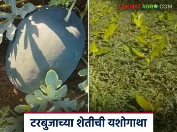 Farmer Success Story : केळी बागेतील टरबुज आंतरपीकातून एकरी दीड लाखाचे उत्पन्न, वाचा सविस्तर - Marathi News | Latest News farmer Success Story Watermelon intercropping in banana farming yields Rs 1.5 lakh per acre | Latest News at Lokmat.com