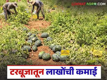 Tarbuj Farming : 5 एकरात टरबूज शेतीचा यशस्वी प्रयोग; 65 दिवसांत 8 लाखांचे उत्पन्न, वाचा सविस्तर  - Marathi News | Latest news Successful experiment of watermelon farming in 5 acres; Income of Rs 8 lakhs in 65 days, read in detail | Latest News at Lokmat.com