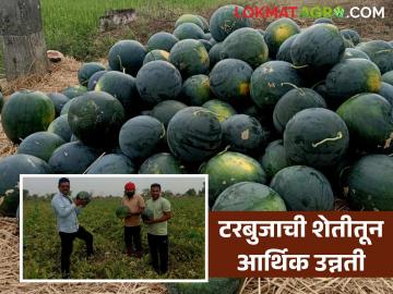 Farmer Success Story : 1 लाखांत 3 लाखांचे उत्पन्न, 4 ते 12 किलो वजनाचा माल, टरबूज शेतीची यशोगाथा  - Marathi News | Income of 3 lakhs in 01 lakh, goods weighing 4 to 12 kg, success story of watermelon farming | Latest News at Lokmat.com