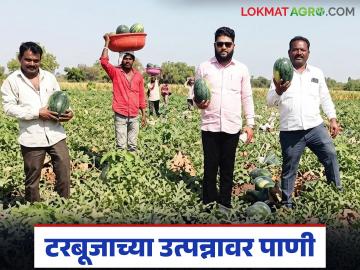 पपईत टरबुजाचे आंतरपीक, लाखोंचा खर्च, उत्पादनही चांगले मिळाले, पण अपेक्षित उत्पन्नावर पाणी - Marathi News | Latest news Intercropping of watermelon with papaya, costing lakhs, yield was also good, but expected income was not met | Latest News at Lokmat.com पपईत टरबुजाचे आंतरपीक, लाखोंचा खर्च, उत्पादनही चांगले मिळाले, पण अपेक्षित उत्पन्नावर पाणी - Marathi News | Latest news Intercropping of watermelon with papaya, costing lakhs, yield was also good, but expected income was not met | Latest News at Lokmat.com