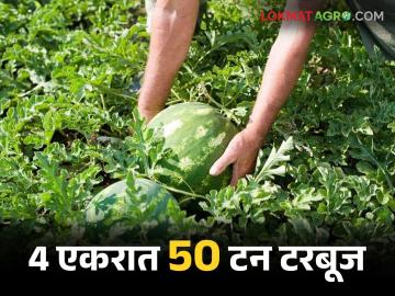 चार एकरात 50 टन टरबूज उत्पादन, दिल्ली, मुंबईला विक्री, सात लाखांचा निव्वळ नफा - Marathi News | Latest News farmer from Sakri harvested 50 tons of produce from four acres, earning Rs 7 lakh | Latest News at Lokmat.com