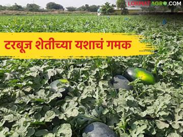 तंत्रज्ञान, बाजारपेठेचं अचूक गणित साधलं, नाशिकच्या शेतकऱ्याला टरबूज शेतीतून लाखोंचा नफा - Marathi News | Latest News Accurate calculation of technology and market achieved, Nashik farmer earns lakhs of profit from watermelon farming | Latest agriculture News at Lokmat.com तंत्रज्ञान, बाजारपेठेचं अचूक गणित साधलं, नाशिकच्या शेतकऱ्याला टरबूज शेतीतून लाखोंचा नफा - Marathi News | Latest News Accurate calculation of technology and market achieved, Nashik farmer earns lakhs of profit from watermelon farming | Latest agriculture News at Lokmat.com