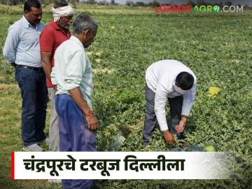 टरबूज शेतीचा निर्णय गेमचेंजर ठरला, थेट दिल्लीहून मालाला मागणी, दोन एकरात किती पैसे मिळाले? - Marathi News | Latest News Tarbuj sheti An Income of ₹1.5 Lakhs from Two Acres of Watermelon Cultivation | Latest News at Lokmat.com