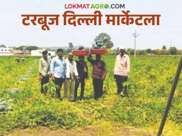 Tarbuj Sheti : 65 दिवसांत चार एकरातील टरबूजातून पावणे आठ लाखांचे उत्पन्न कसे मिळवले?  - Marathi News | Latest News earn an income of Rs. 8.5 lakh from watermelons grown on four acres in 65 days | Latest News at Lokmat.com