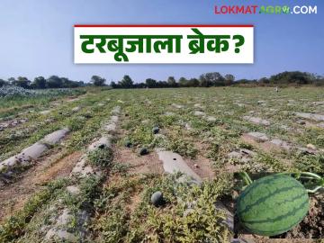 Watermelon Farming : टरबूज लागवडीपासून शेतकरी का दूर जात आहेत? काय आहे कारण वाचा सविस्तर - Marathi News | latest news Watermelon Farming: Why are farmers moving away from watermelon cultivation? What is the reason? Read in detail | Latest News at Lokmat.com
