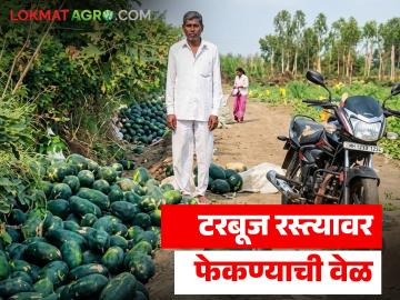 लाखो रुपये खर्चून पिकवलेला टरबूज फेकण्याची वेळ, 25 रुपये किलोवरून थेट 3 रूपयांवर आला - Marathi News | Latest news Watermelon Prices Plummet from 25 per kg to Just 3 rupees | Latest News at Lokmat.com
