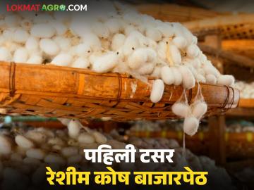 राज्यातील पहिल्या रेशीम कोष बाजारपेठेस प्रशासकीय मान्यता, इतक्या कोटींचा निधी मिळणार - Marathi News | Latest news Reshim Kosh Market Administrative approval for the first silk market in maharashtra | Latest News at Lokmat.com